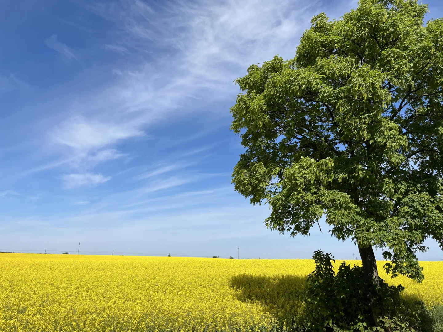 Ograniczenia w handlu z Ukrainą (fot. Janusz Wiertel)