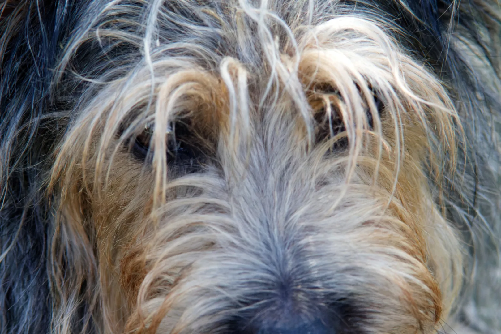 Unia chce obowiązkowego czipowania zwierząt (fot. Janusz Wiertel)